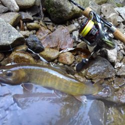 先週リリースした尺イワナが釣れた